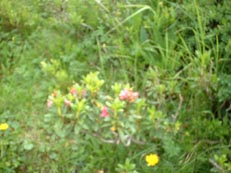ECOGNXvX